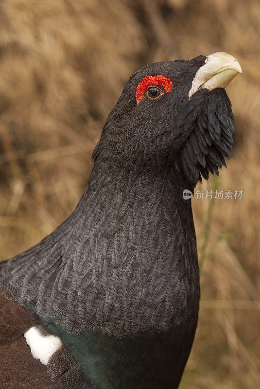 北欧雷鸟(Tetrao urogallus)